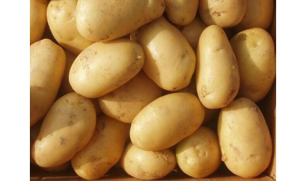  馬鈴薯将成未來健康主食